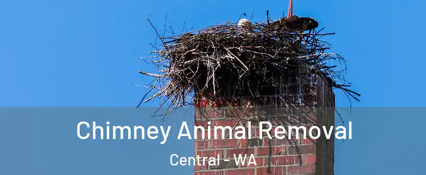 Chimney Animal Removal Central - WA