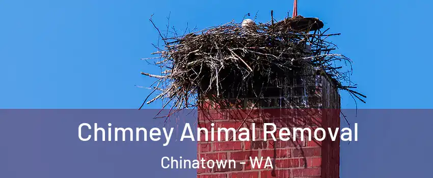 Chimney Animal Removal Chinatown - WA