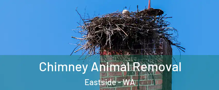 Chimney Animal Removal Eastside - WA