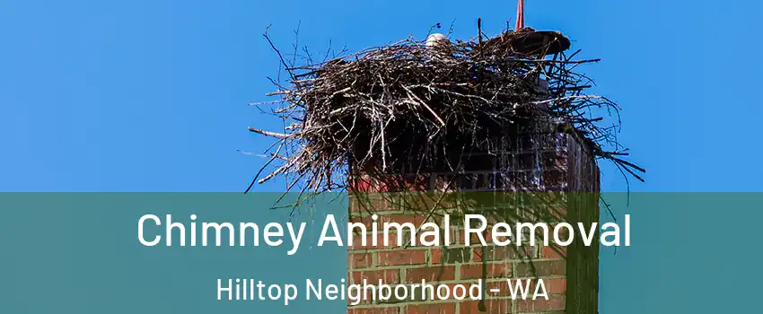 Chimney Animal Removal Hilltop Neighborhood - WA