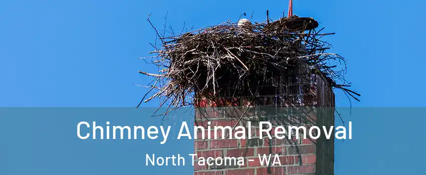 Chimney Animal Removal North Tacoma - WA