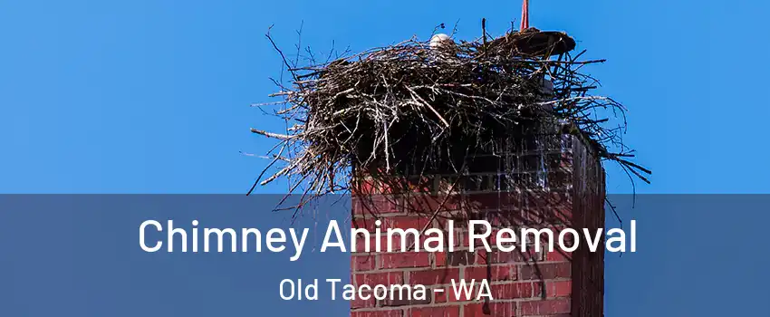 Chimney Animal Removal Old Tacoma - WA