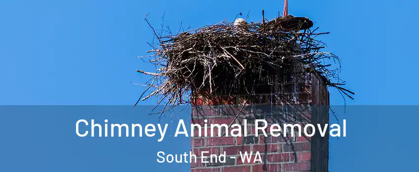 Chimney Animal Removal South End - WA