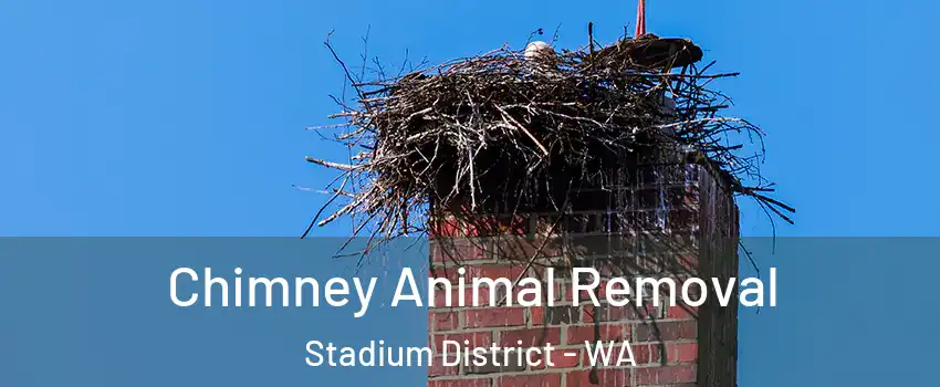 Chimney Animal Removal Stadium District - WA