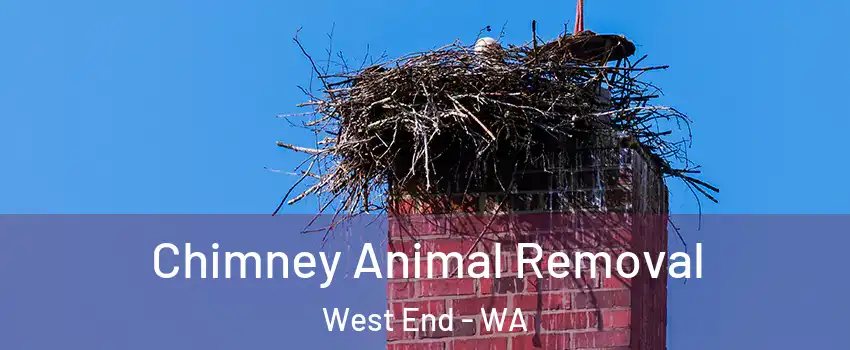 Chimney Animal Removal West End - WA