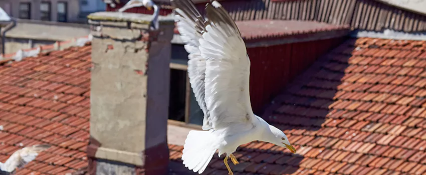 Residential Chimney Animal Removal Solution in Downtown, WA